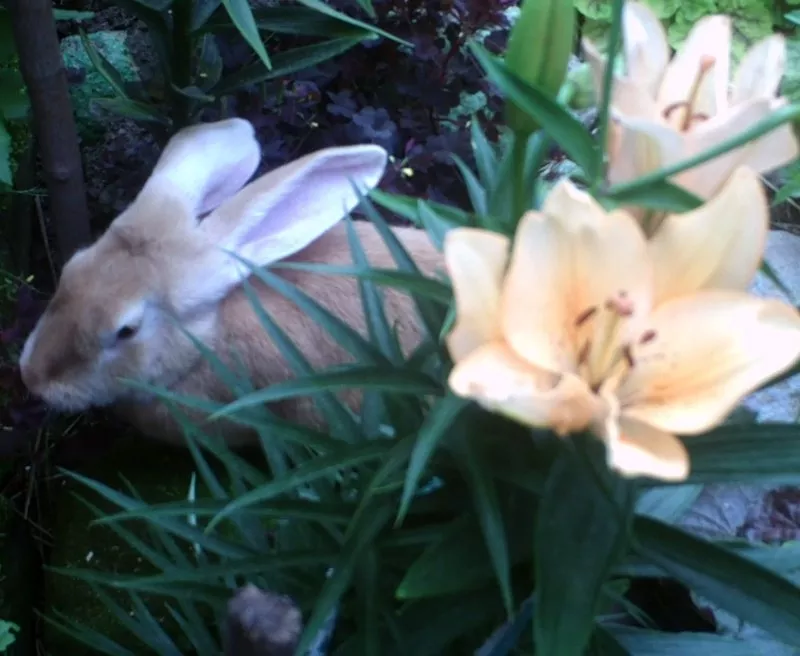 Чистопородные кролики. Бельгийский персиковый великан,  калифорнийцы. 3